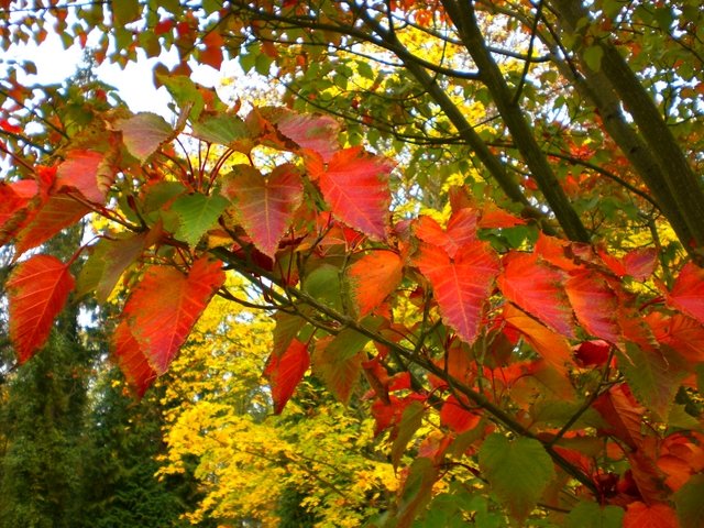 Acer capillipes feuille automne